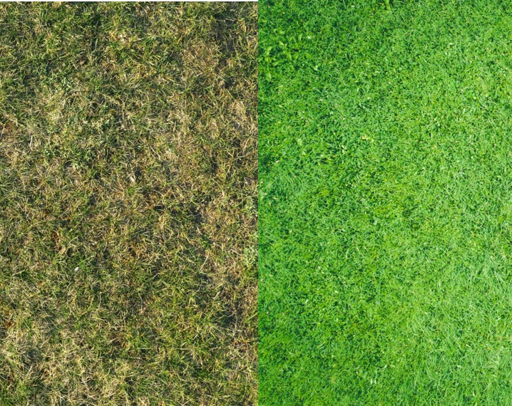 Rasenprobleme im Frühling - Kahle Stellen und Moos im Garten